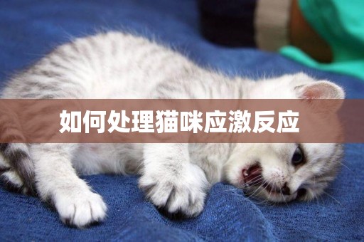 如何處理貓咪應激反應 
