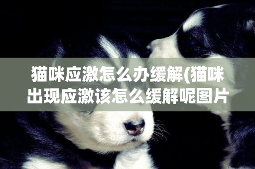 貓咪應激怎么辦緩解(貓咪出現應激該怎么緩解呢圖片) 