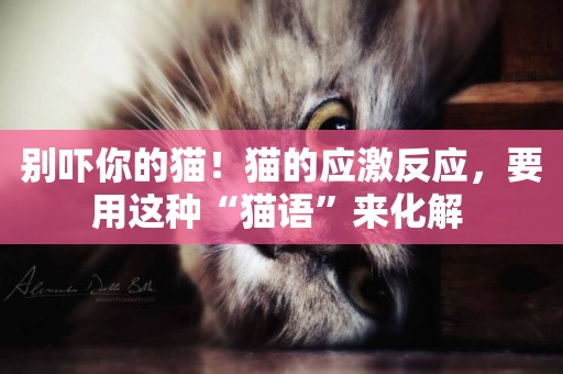 別嚇你的貓！貓的應激反應，要用這種“貓語”來化解 