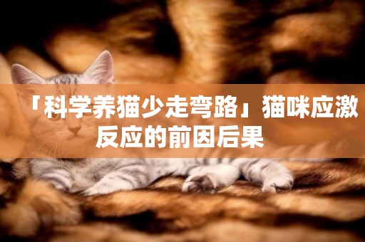 「科學養貓少走彎路」貓咪應激反應的前因后果 