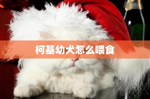 柯基幼犬怎么喂食