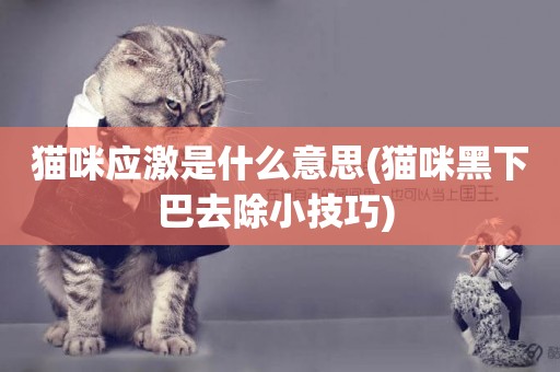 貓咪應激是什么意思(貓咪黑下巴去除小技巧) 