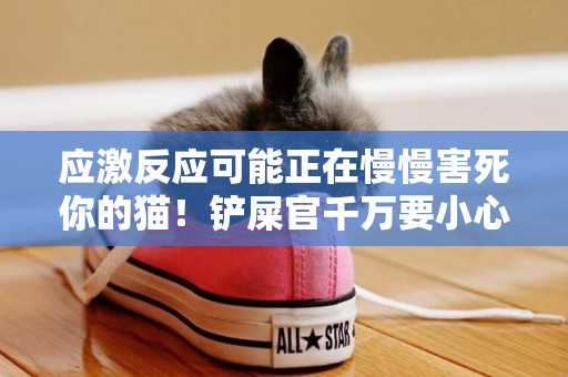 應激反應可能正在慢慢害死你的貓！鏟屎官千萬要小心 