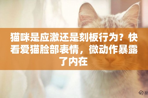 貓咪是應激還是刻板行為？快看愛貓臉部表情，微動作暴露了內在 