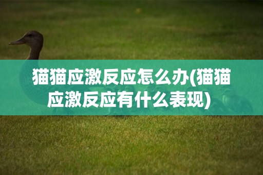 貓貓應激反應怎么辦(貓貓應激反應有什么表現) 