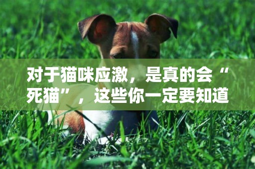 對于貓咪應激，是真的會“死貓”，這些你一定要知道 
