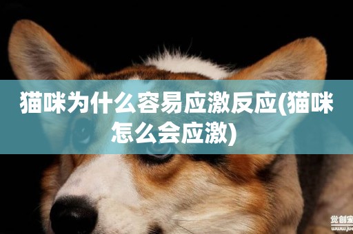 貓咪為什么容易應激反應(貓咪怎么會應激) 