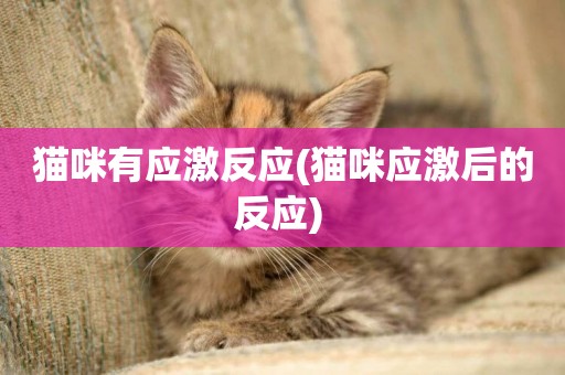 貓咪有應激反應(貓咪應激后的反應) 