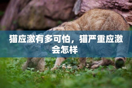 貓應激有多可怕，貓嚴重應激會怎樣 