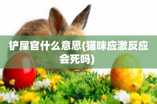 鏟屎官什么意思(貓咪應激反應會死嗎) 