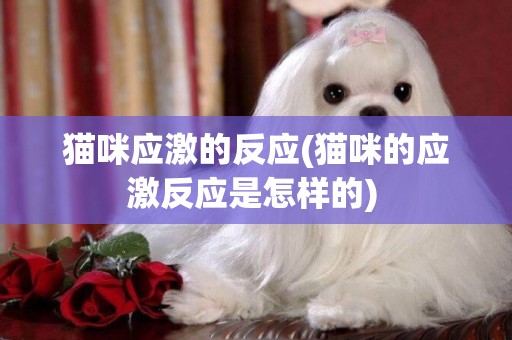 貓咪應激的反應(貓咪的應激反應是怎樣的) 
