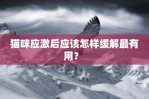 貓咪應激后應該怎樣緩解最有用？ 