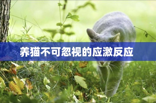 養貓不可忽視的應激反應 