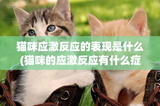 貓咪應激反應的表現是什么(貓咪的應激反應有什么癥狀) 