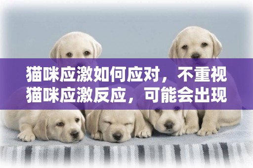 貓咪應激如何應對，不重視貓咪應激反應，可能會出現大問題 