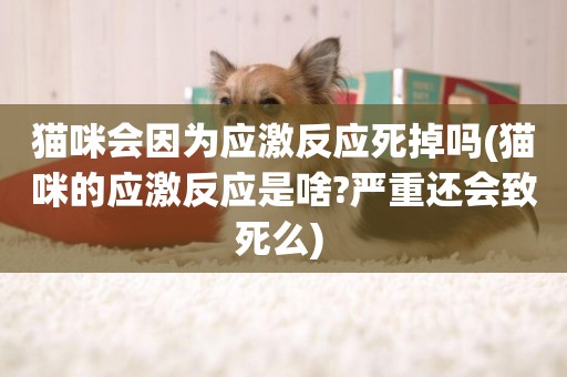 貓咪會因為應激反應死掉嗎(貓咪的應激反應是啥?嚴重還會致死么) 