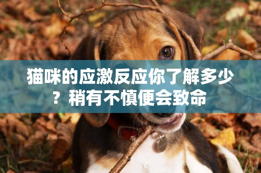貓咪的應激反應你了解多少？稍有不慎便會致命 