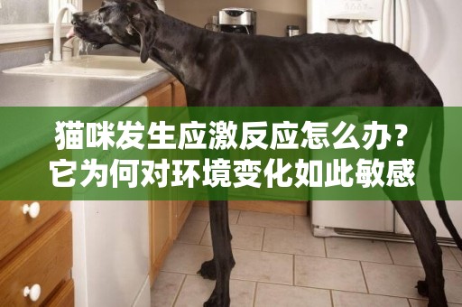 貓咪發生應激反應怎么辦？它為何對環境變化如此敏感？ 