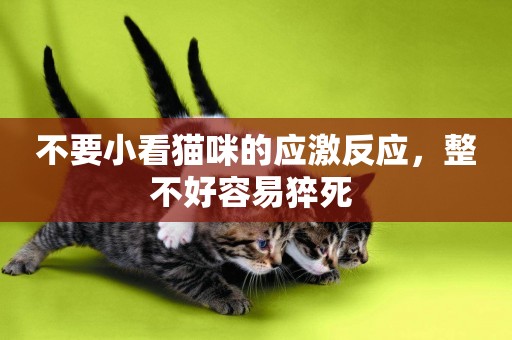 不要小看貓咪的應激反應，整不好容易猝死 