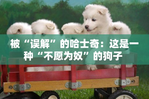 被“誤解”的哈士奇：這是一種“不愿為奴”的狗子 