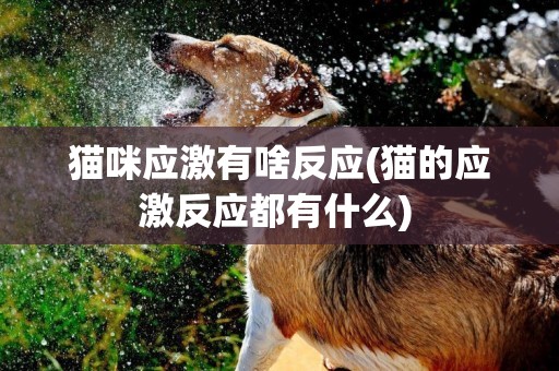 貓咪應激有啥反應(貓的應激反應都有什么) 