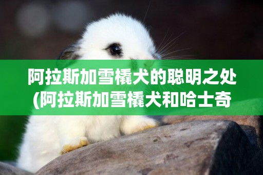阿拉斯加雪橇犬的聰明之處(阿拉斯加雪橇犬和哈士奇有什么區別) 