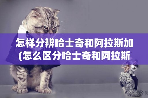 怎樣分辨哈士奇和阿拉斯加(怎么區分哈士奇和阿拉斯加) 