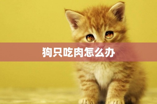 狗只吃肉怎么辦