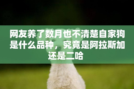 網友養了數月也不清楚自家狗是什么品種，究竟是阿拉斯加還是二哈 