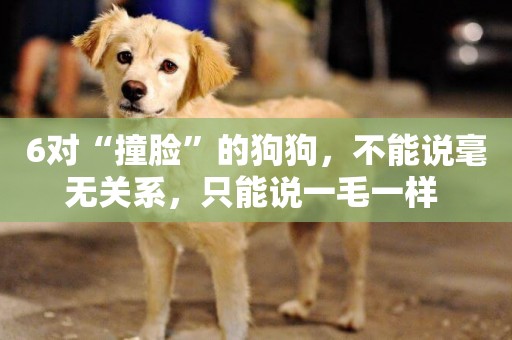 6對“撞臉”的狗狗，不能說毫無關系，只能說一毛一樣 