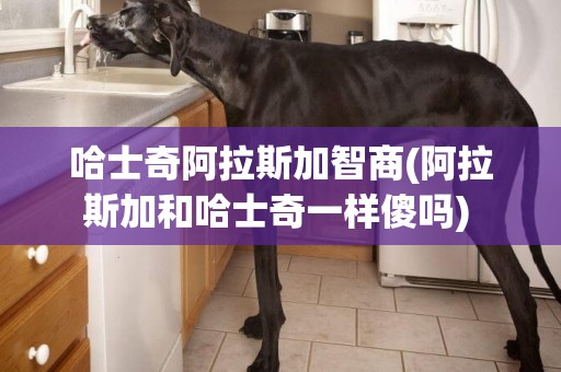 哈士奇阿拉斯加智商(阿拉斯加和哈士奇一樣傻嗎) 