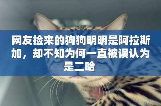 網友撿來的狗狗明明是阿拉斯加，卻不知為何一直被誤認為是二哈 