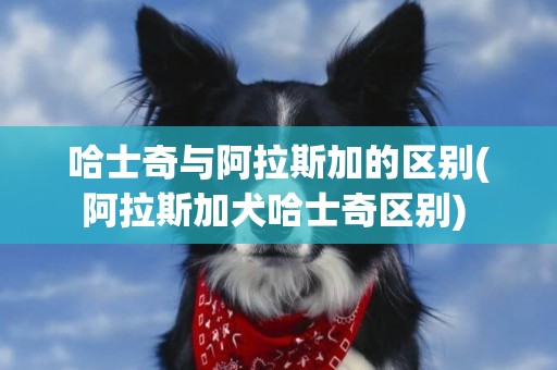 哈士奇與阿拉斯加的區別(阿拉斯加犬哈士奇區別) 