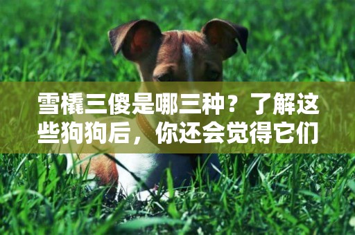 雪橇三傻是哪三種？了解這些狗狗后，你還會覺得它們傻嗎？ 