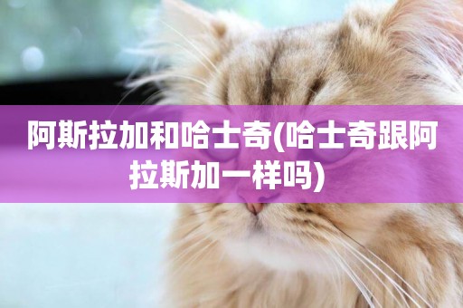 阿斯拉加和哈士奇(哈士奇跟阿拉斯加一樣嗎) 