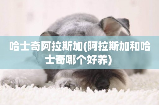 哈士奇阿拉斯加(阿拉斯加和哈士奇哪個好養) 