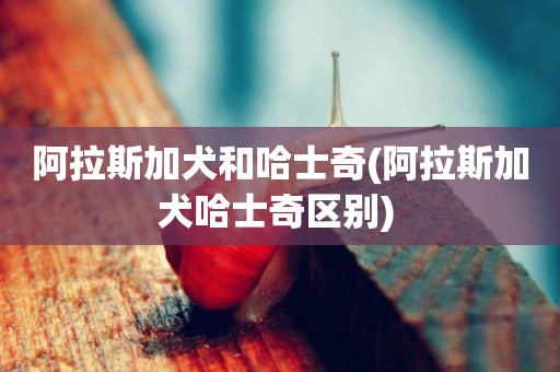 阿拉斯加犬和哈士奇(阿拉斯加犬哈士奇區別) 