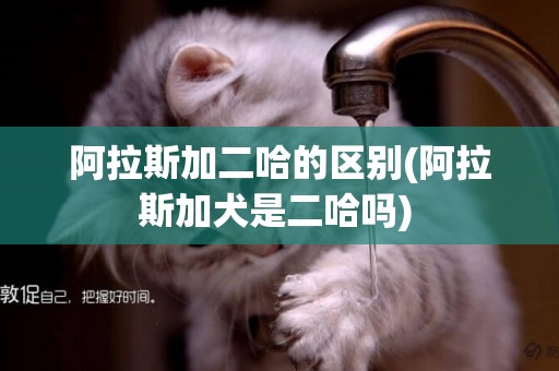 阿拉斯加二哈的區別(阿拉斯加犬是二哈嗎) 
