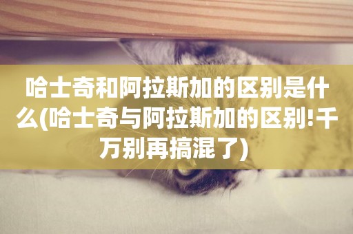 哈士奇和阿拉斯加的區別是什么(哈士奇與阿拉斯加的區別!千萬別再搞混了) 