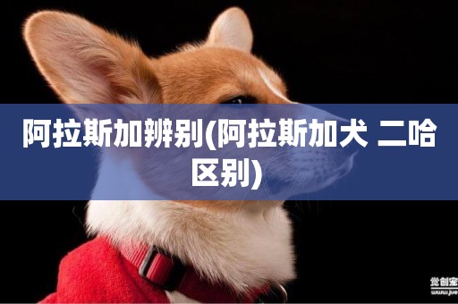 阿拉斯加辨別(阿拉斯加犬 二哈區別) 