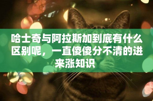哈士奇與阿拉斯加到底有什么區別呢，一直傻傻分不清的進來漲知識 