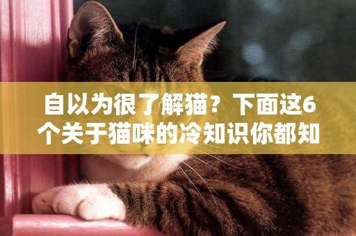自以為很了解貓？下面這6個關于貓咪的冷知識你都知道嗎？ 