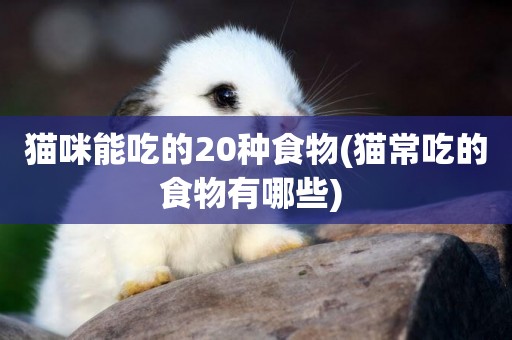 貓咪能吃的20種食物(貓常吃的食物有哪些) 