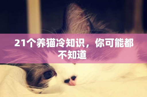 21個養貓冷知識，你可能都不知道 