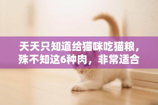 天天只知道給貓咪吃貓糧，殊不知這6種肉，非常適合貓咪吃 