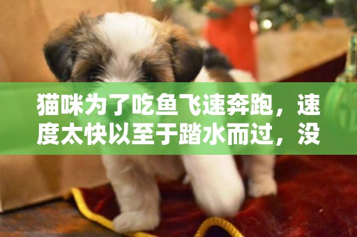 貓咪為了吃魚飛速奔跑，速度太快以至于踏水而過，沒有沉入水底 