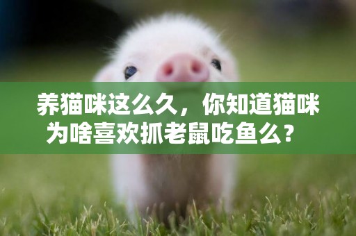 養貓咪這么久，你知道貓咪為啥喜歡抓老鼠吃魚么？ 
