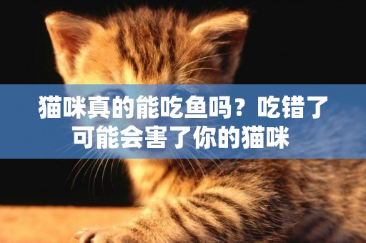 貓咪真的能吃魚嗎？吃錯了可能會害了你的貓咪 
