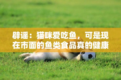 辟謠：貓咪愛吃魚，可是現在市面的魚類食品真的健康嗎，請慎重 