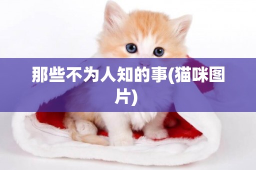 那些不為人知的事(貓咪圖片) 